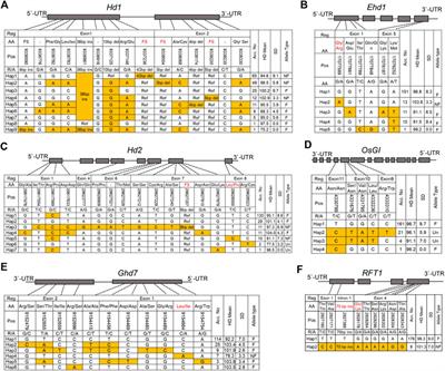 GWAS analysis to elucidate genetic composition underlying a photoperiod-insensitive rice population, North Korea